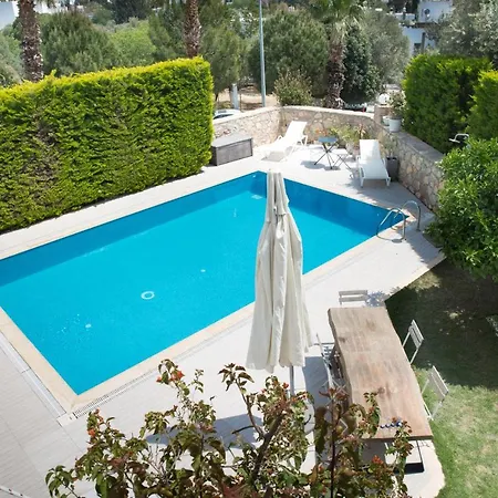 Important Group Olivia